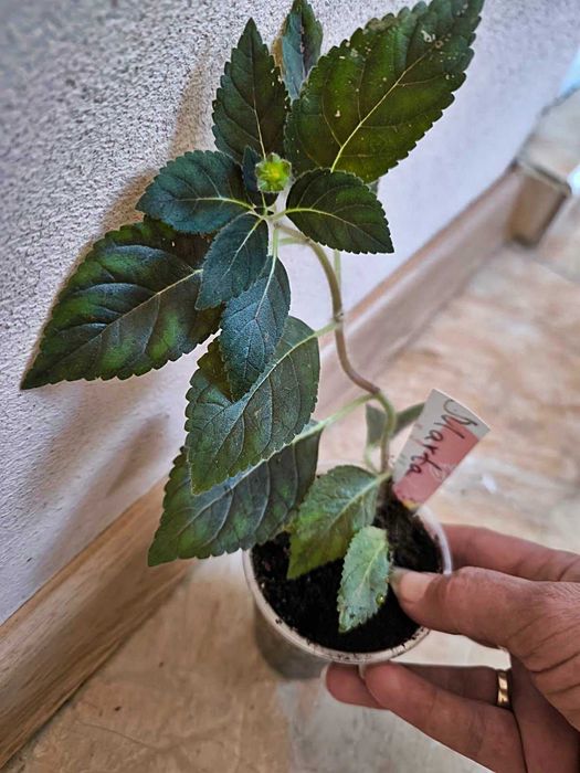 Различни цветя: сортови мушката, каланхоета и др.