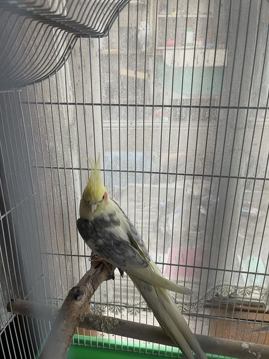 Продам            попугая Каролла