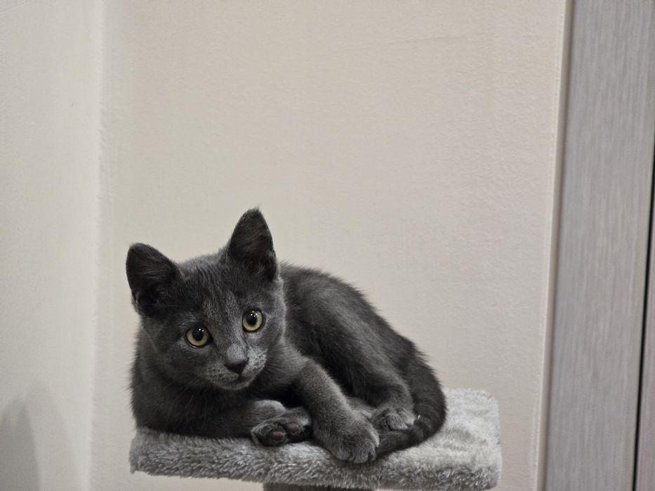 Коте Мия подарява се