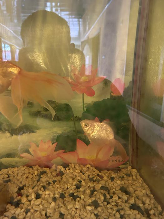 Аквариумные.             рыбки            Золатая               рыбка