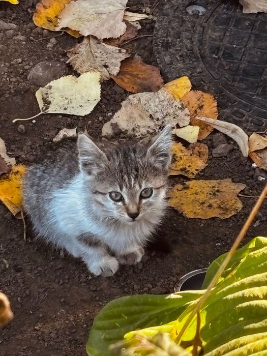 Pisicuțe pentru adopție