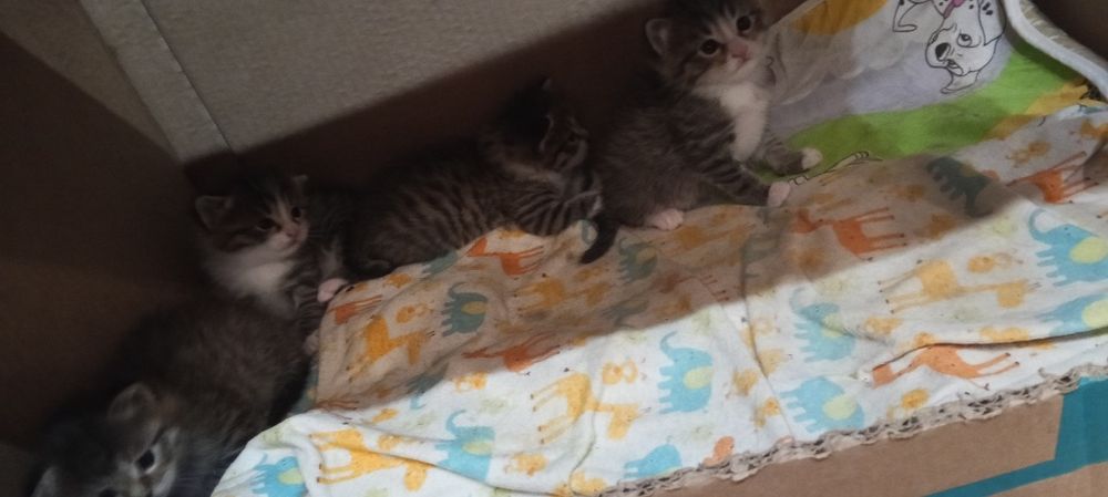 Отдам котят в добрые руки