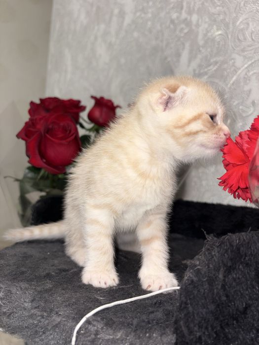 Скоттиш фод котенок девочка рыжий