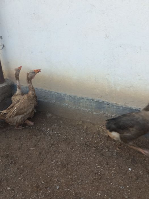 Қаздар,гусы 3 қаз