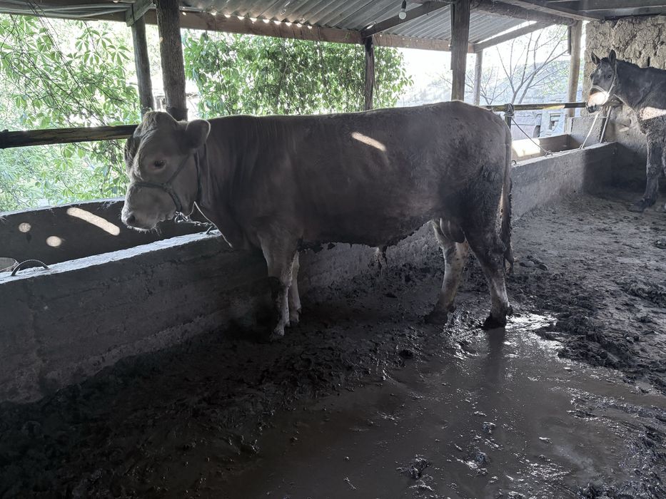 Бука сатылады  парода