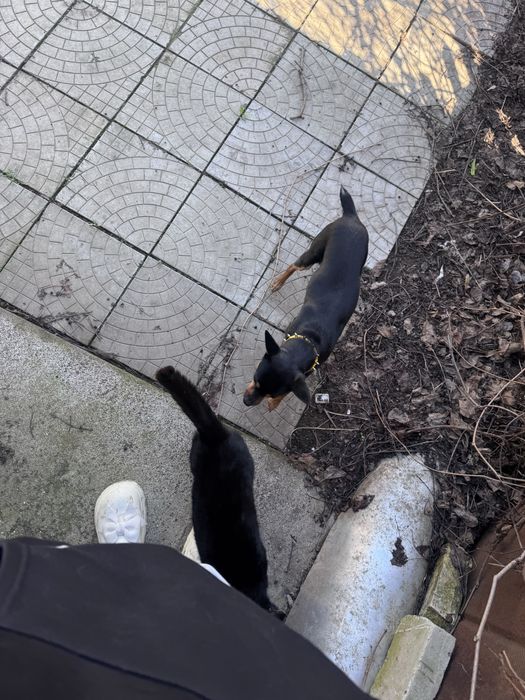 вязка кабеля той пинч