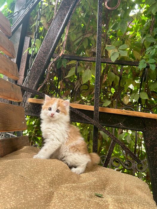 Котенок в хорошие руки.