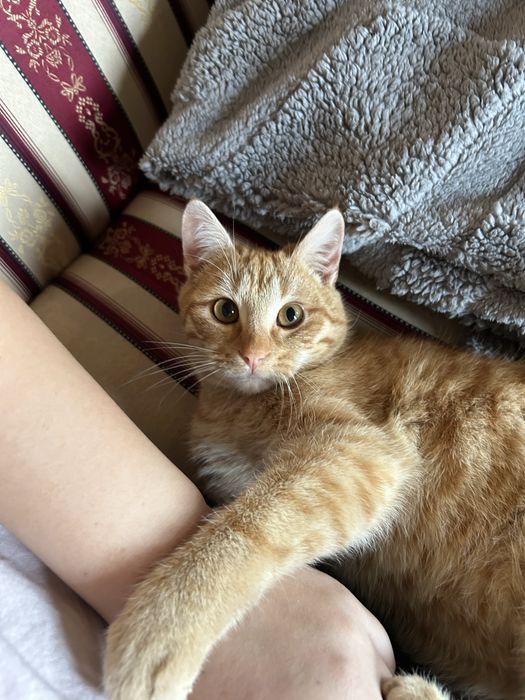 Кот привитый очень ручной