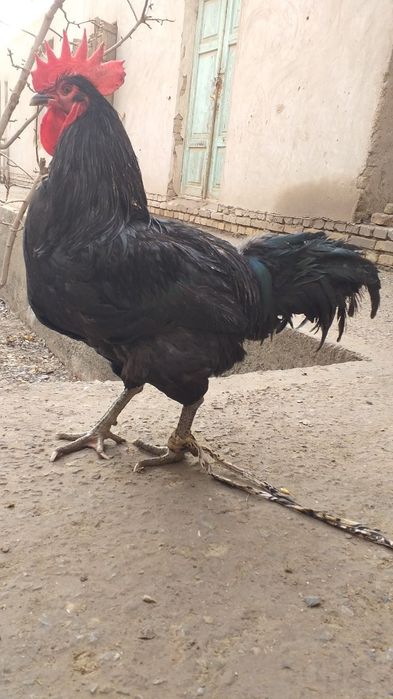 Аник гигант кора Шахзода тухумлари сотилади 15минг сум. Келишилади!