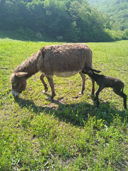Vând măgăriță cu pui mic fatata recent