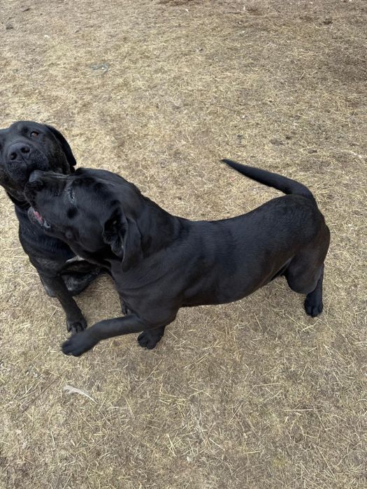 Donez metis Cane Corso