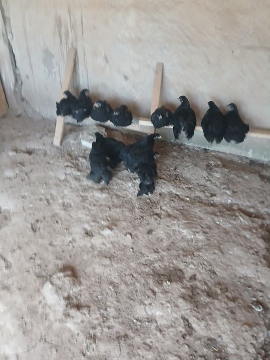 Циплята породы брама