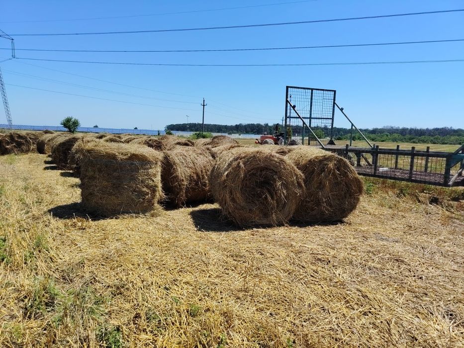 Baloți lucernă cu fân 250 Bucati disponibile