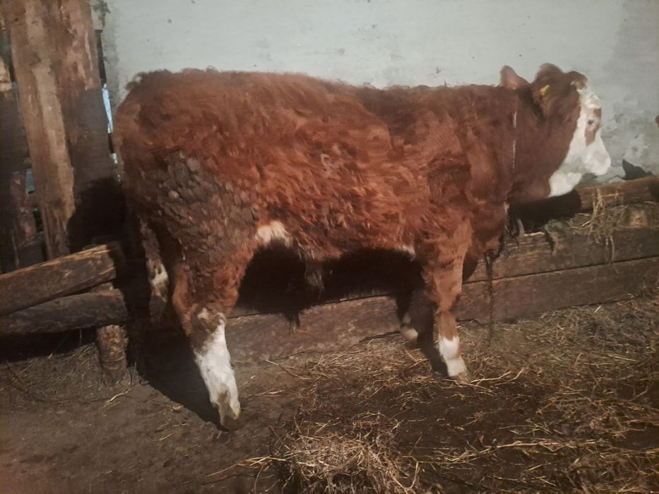 Vând tăuraș de lapte