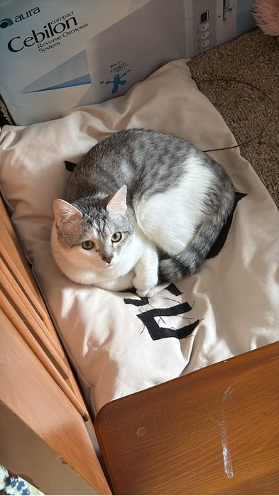 Отдам кота в хорошие руки