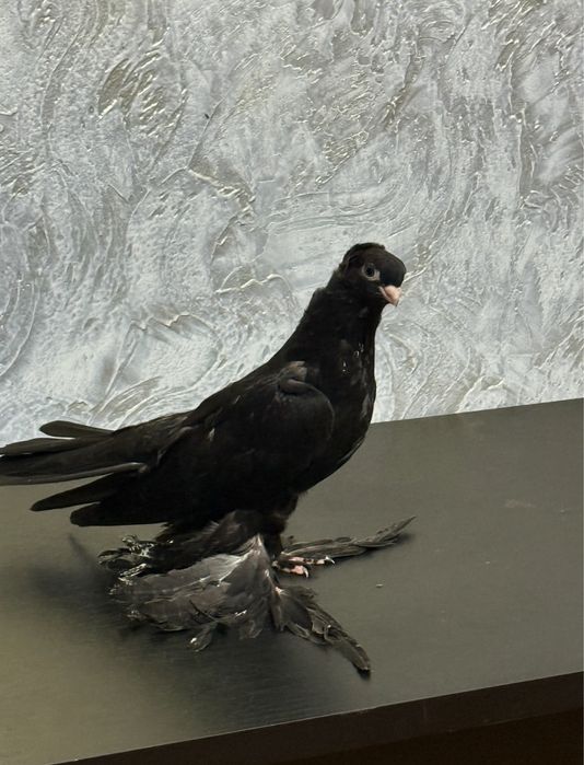 Голубь.              .