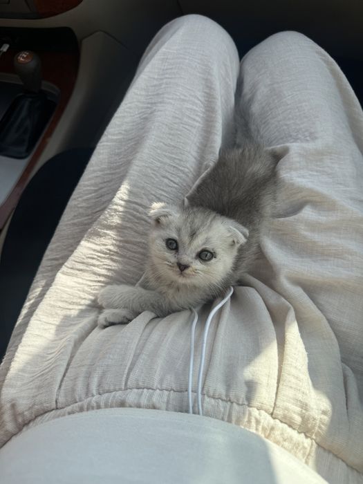 Котёнок шиншилла