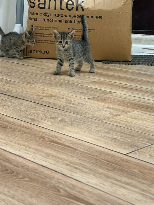 Отдам котят в добрые руки !