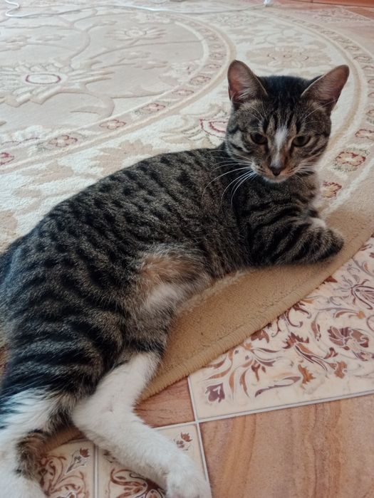 Кот 1 год 5 месяц