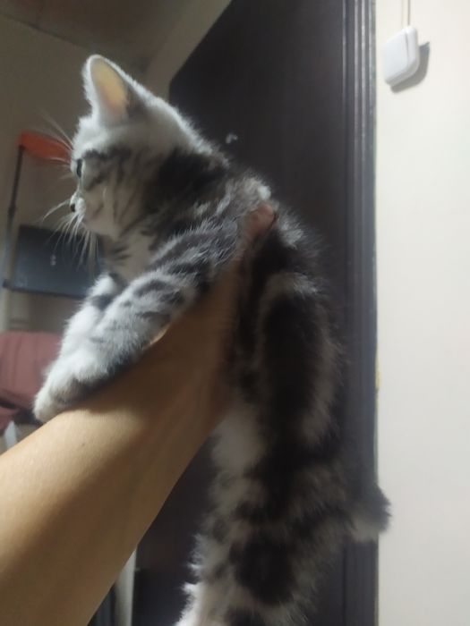 Продам котенка .