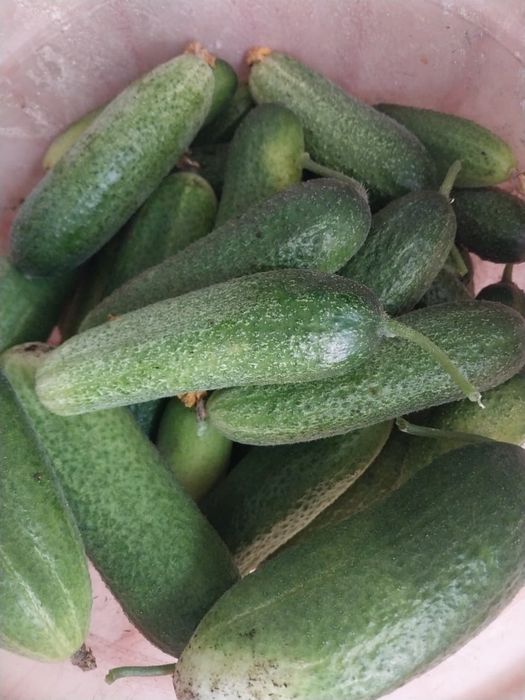 Продам огурцы свежие