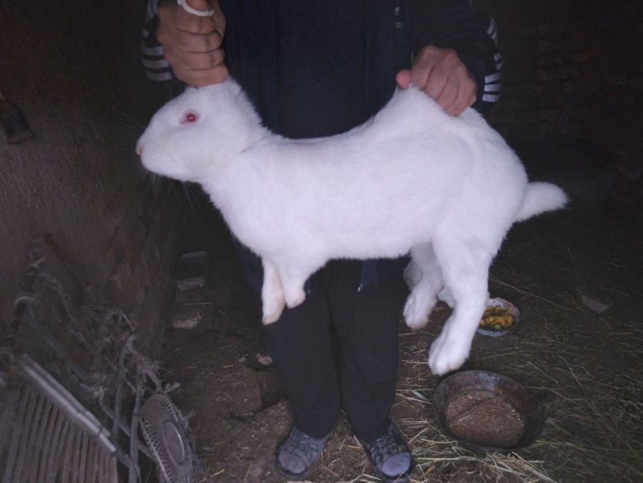 Quyonlar bor hikil ponda