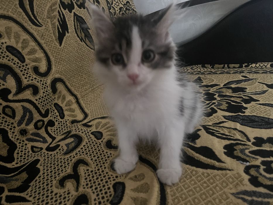 Котенок малтчик