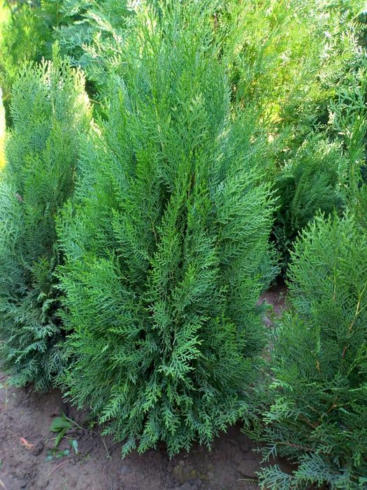 Арча экиш мавсуми бошланди.