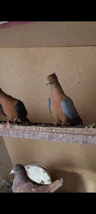 Продам снегирей пара