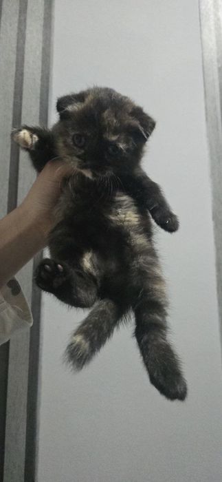 Котята породы Шотланскин вислоухие 20 дней