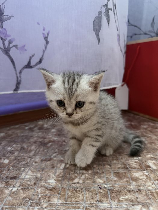 Продам котят. Шотландцы