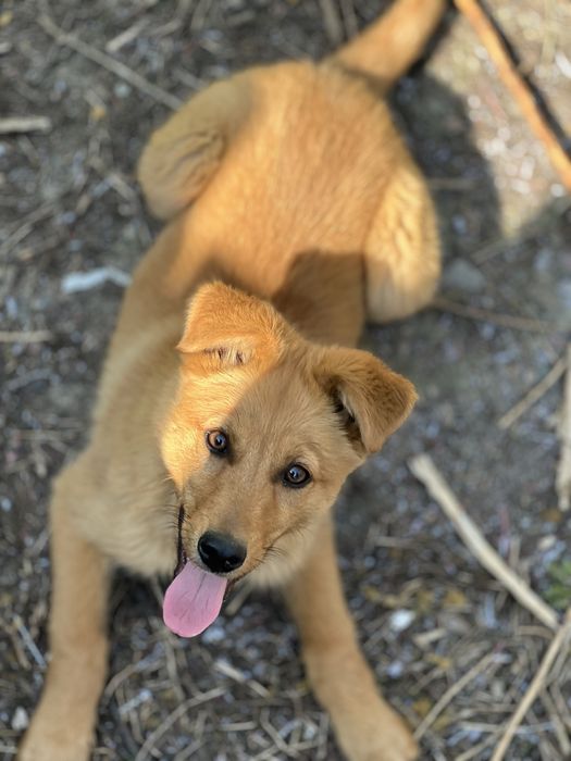 Передержка/гостиница для собак