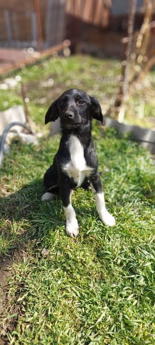 Щенки спаниеля. В хорошие руки привитые