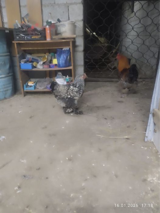 Брам тауыктарыы сатылады