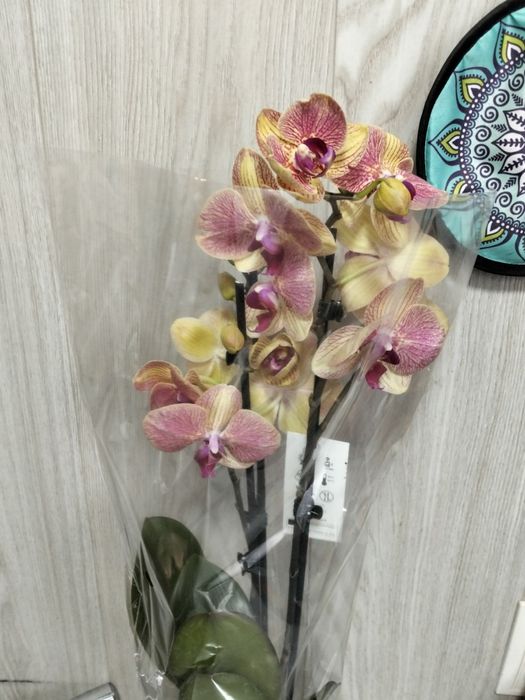 Продам орхидея сортовые