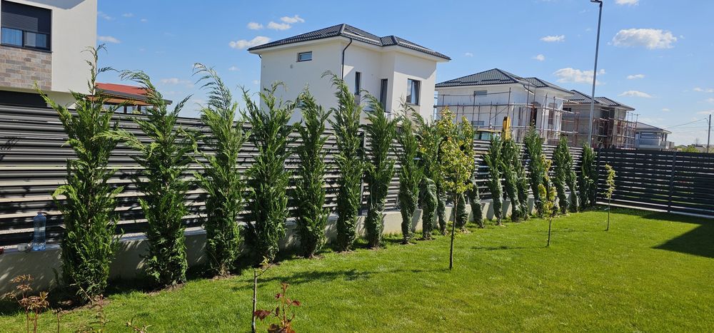 Plante ornamentale leylandi