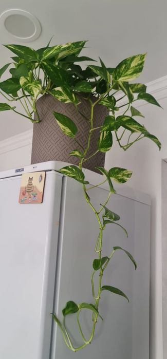 Продаются домашние растения