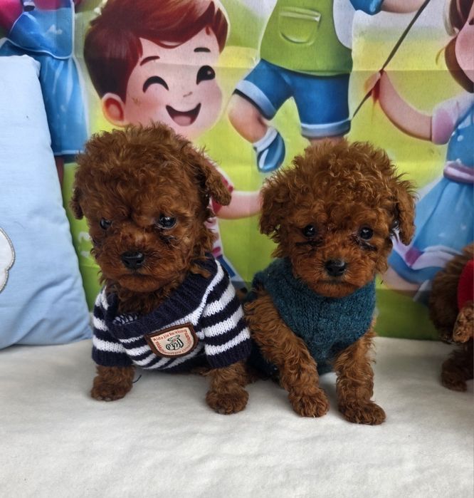 Пудел тийкъп момчета с документ за произход