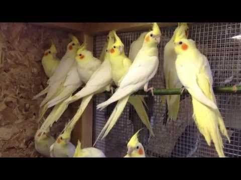 В продаю попугаев карелл