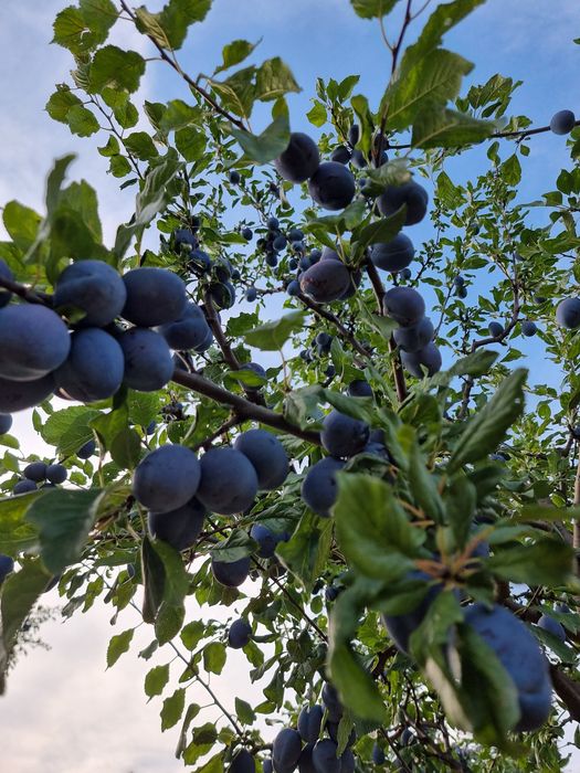 Prune Stanley :dulceață și compot