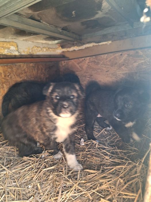 Щенки 1.5 месяца