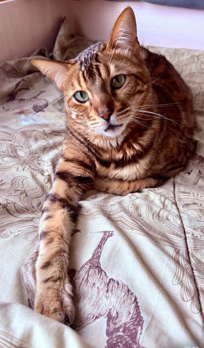 Бенгальский  кот