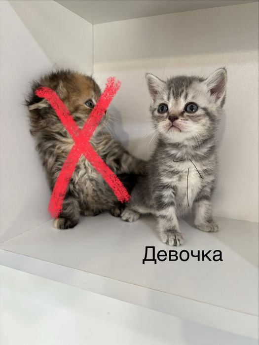 Продам хорошеньких котят