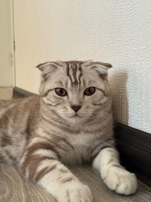 Шотландский Вислоухий.