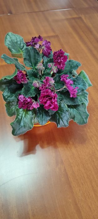 Продаю комнатные цветы разные