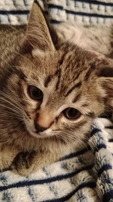 Котята ищут добрые руки