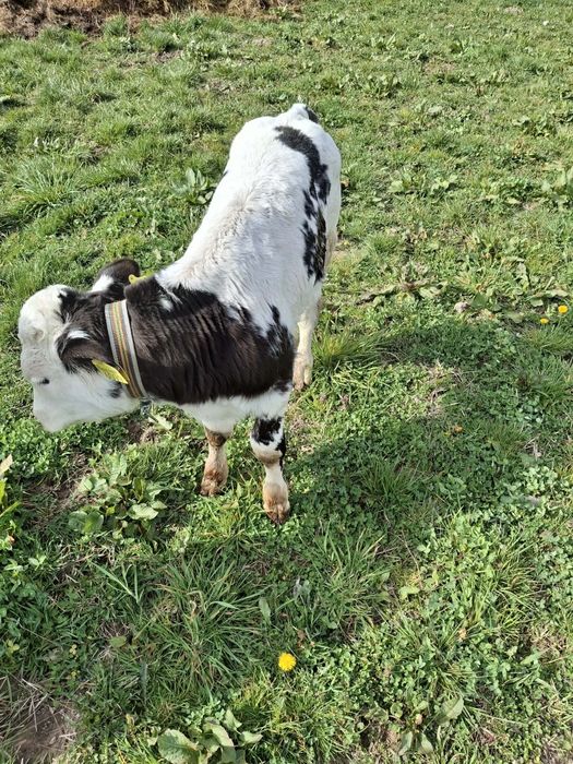 Vând vitea bruna de Maramureș
