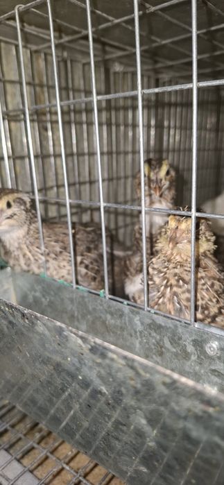 Продам перепёлок