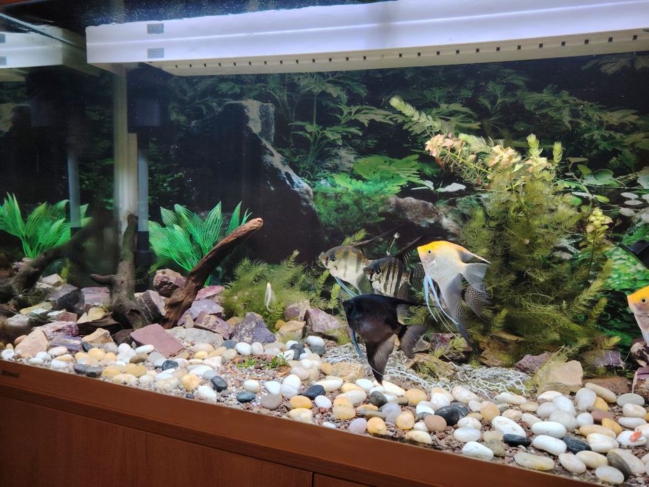 Продаётся аквариум