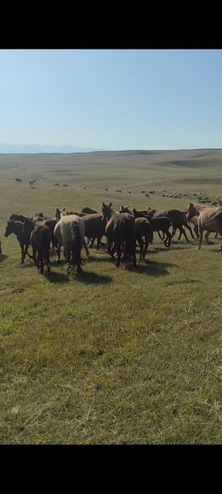 Құлынды биелер үйірімен сатылады